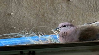 2 yıldır pencerelerine yuva yapan kumruya gözleri gibi bakıyorlar