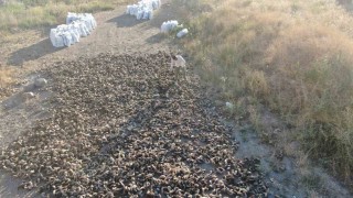 2 yıllık serüven başladı, Sivas bıçağının olmazsa olmazı kurutulmaya bırakıldı
