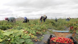 20 dönüm alanda işe başladı 15 kadına umut oldu