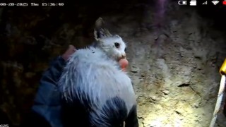 20 metrelik kuyuya düşen yavru kedi kurtarıldı
