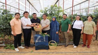 30 yıl önce deneme amaçlı ilk fidan dikildi, bugün 300 dönümden fazla alanda üretiliyor