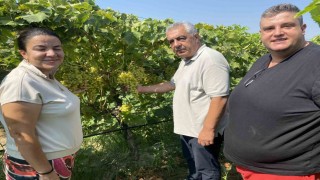 40 yaşından sonra okuyup kalıntısız üzüm yetiştirdi