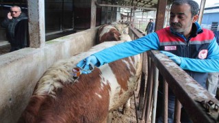 50 bin 363 hayvan hastalık tipine göre aşılandı