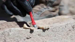 6 bin yıllık tapınaktan sonra Tadım Kalesinde insan ve hayvan kemikleri ortaya çıktı