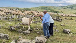 639 yıllık Tomağın Mezarlığı köylülerin hayvanlarına tuz taşı oldu