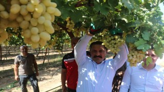 85 bin ton rekoltenin beklendiği üzümde bağ bozumu başladı