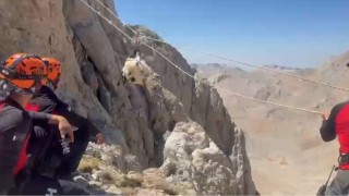 9 gün boyunca mahsur kalan keçiler 5 saatlik operasyonla kurtarıldı