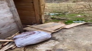 Aç kalan ayılar yayla evlerinden sonra turistlerin konakladığı bungalovlara dadandı