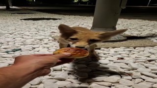 Aç kalan tilkiyi eliyle besledi