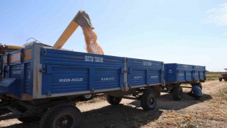 Adanada aşırı sıcaklarda üreticilerin zorlu mesaisi