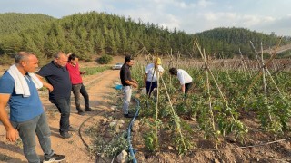 Adanada atıl araziler domates üretim merkezi oldu
