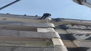 Adanada balkon filesine sıkışan güvercin kurtarıldı