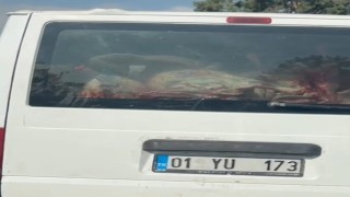 Adanada etler hijyen kurallarına aykırı taşındı