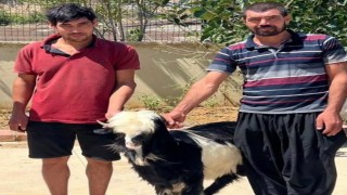 Adanada keçi çalan 2 şüpheli yakalandı