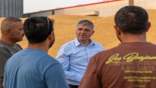 Adanada mısırda 1 milyon 135 bin ton rekolte bekleniyor