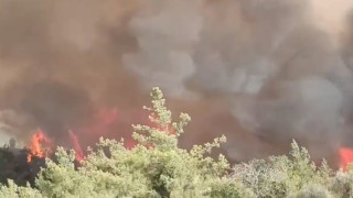 Adanada orman yangını