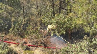Adanada orman yangını kontrol altına alındı