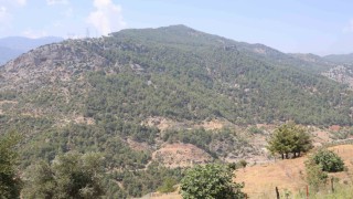 Adanada orman yangınıyla küle dönen 4 bin hektarda fidanlar tekrar büyüdü