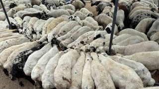 Adanada şap hastalığı görüldü: Hayvan hareketliliği kısıtlandı