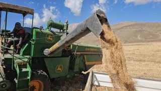 Adilcevaz Uzunsırt Yaylasında buğday hasadı yapıldı
