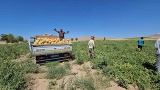 Adilcevazda kavun hasadı başladı