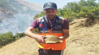 AFAD gönüllüsü yangın bölgesindeki kaplumbağayı kurtardı