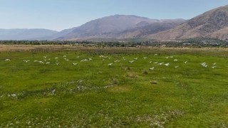 Afrikadan göç eden leylek sürüsü Erzincanda mola verdi