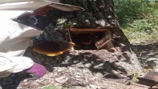 Ağaç kovuğundan kilo kilo bal çıktı