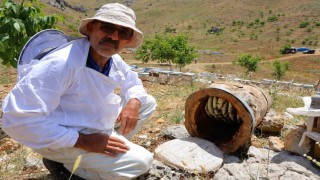 Ağaç kütüğünde doğal bal