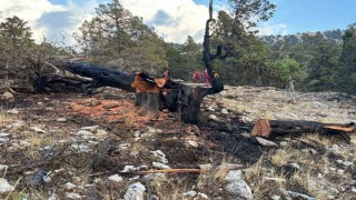 Ağaca düşen yıldırım yangına neden oldu