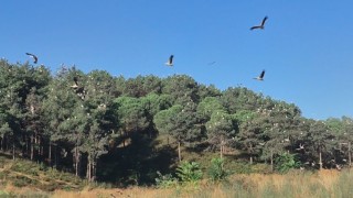Ağaçların tepeleri pamuk yumağı gibi oldu: Yüzlerce leyleğin Sultangazideki göç molası kamerada