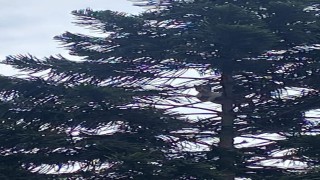 Ağaçta mahsur kalan kedi kurtarıldı