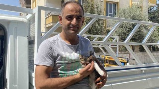 Ağaçta mahsur kalan yavru kedi vatandaşın dikkatiyle kurtarıldı
