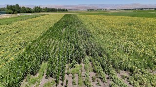 Ağrıda çiftçinin bostanı örnek oldu: Sebze, meyve ve tahıl bir arada