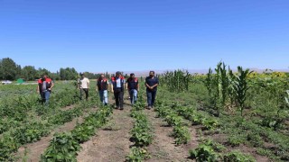 Ağrıda hibeli sebze fidesi desteği denetimleri sürüyor