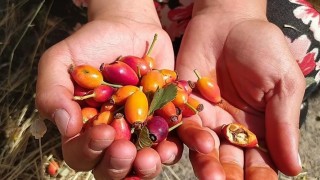 Ağrıda kuşburnu mevsimi başladı, dağlar şifa kaynağına dönüştü