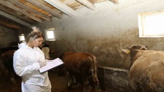 Ağrıda şap hastalığına karşı aşılama çalışmaları sürüyor