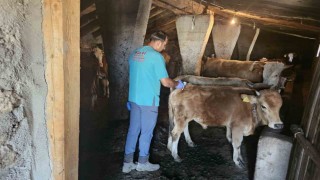 Ağrıda SAT-1 aşılama çalışmaları aralıksız sürüyor