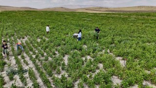 Ağrıda yetişmez denilen fasulye, yüksek verimiyle dikkat çekti