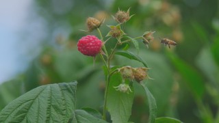 Ahududu, merkezi Bursada yok olmak üzere