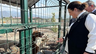 AK Partili Yanık: “Hem Çocuklarımız Hem de Can Dostlarımız Güvende”