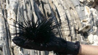 Akdenizde bir dönem korku salmıştı, zehirli istilacı tür yok olmaya başladı