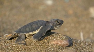 Akdenizin simgesi yavru carettaların çıkışı tüm hızıyla sürüyor