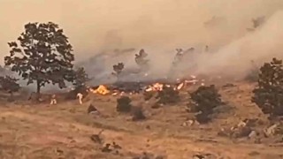 Aksarayda ağaçlık alanda yangın