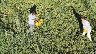 Aksarayın kavun ve karpuzu lezzetiyle ilgi görüyor