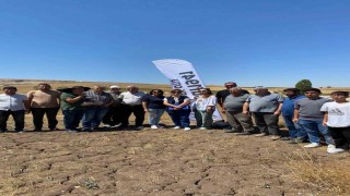 Alacada yüksek verimli çörek otunda hasat başladı