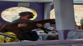 Alanyada 3 gündür mahsur kalan dağ keçisini tur teknecileri kurtardı