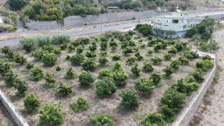 Alanyada erkenci Clifton cinsi avokado hasadı başladı