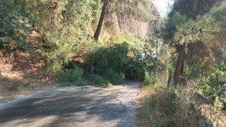 Alaşehirde devrilen ağaç yolu ulaşıma kapattı