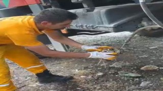 Alevlerin Arasından Kurtarılan Kaplumbağa Doğaya Salındı